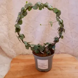 ceropegia-wooda-woodii-na-kolku-don-9cm