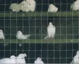 siatka-zgrzewana-hodowlana-2xocynk-6mm-05x25m-waga-z-opakowaniem-9-kg-produkt-wprowadzony-do-obrotu-na-terenie-ue-przed-13-12-2024-tak