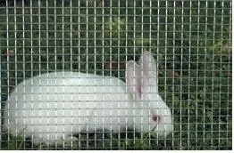 siatka-zgrzewana-hodowlana-2xocynk-6mm-05x25m-waga-z-opakowaniem-9-kg