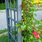 lakierobejca-do-drewna-szybkoschnaca-700ml-biala-dragon-marka-dragon