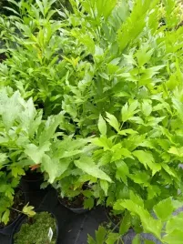 lubczyk-ziolo-i-przyprawa-na-kazda-okazje