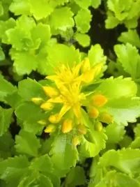 rozchodnik-kaukaski-na-skalniak