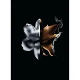 perfumy-unisex-givenchy-l-interdit-absolu-50-ml-stan-nowy