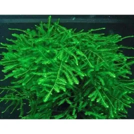 spiky-moss-gleboka-zielen-mech-akwarium-rarytas