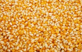 kukurydza-zolta-wedkarska-2-kg