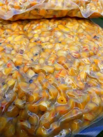 kukurydza-wedkarska-kiszona-ziarno-zanetowe-1kg