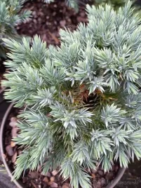 jalowiec-luskowy-blue-star-karlowa-odmiana