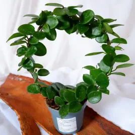 hoya-mathilde-hoja-na-kolku-don-9cm