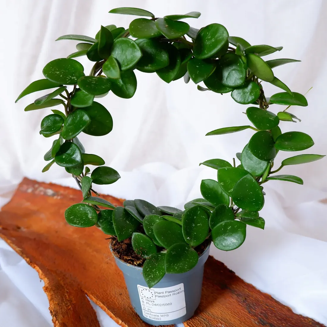 hoya-mathilde-hoja-na-kolku-don-9cm-rodzaj-rosliny-rosliny-kwitnace