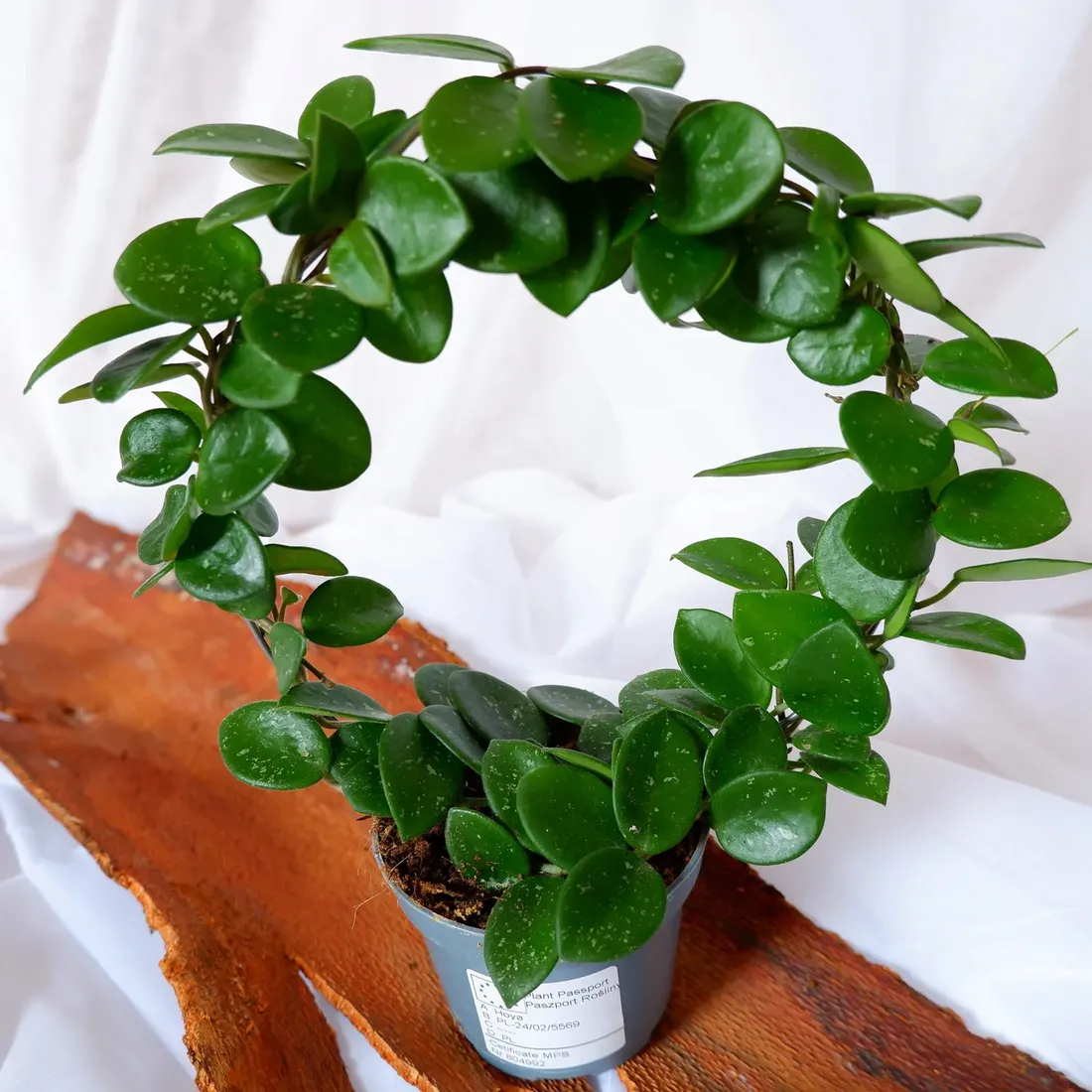 hoya-mathilde-hoja-na-kolku-don-9cm