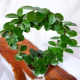 hoya-mathilde-hoja-na-kolku-don-9cm-waga-z-opakowaniem-1-kg