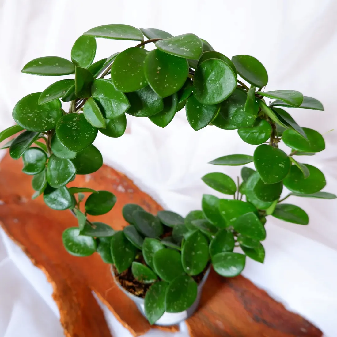 hoya-mathilde-hoja-na-kolku-don-9cm-rodzaj-rosliny-rosliny-kwitnace