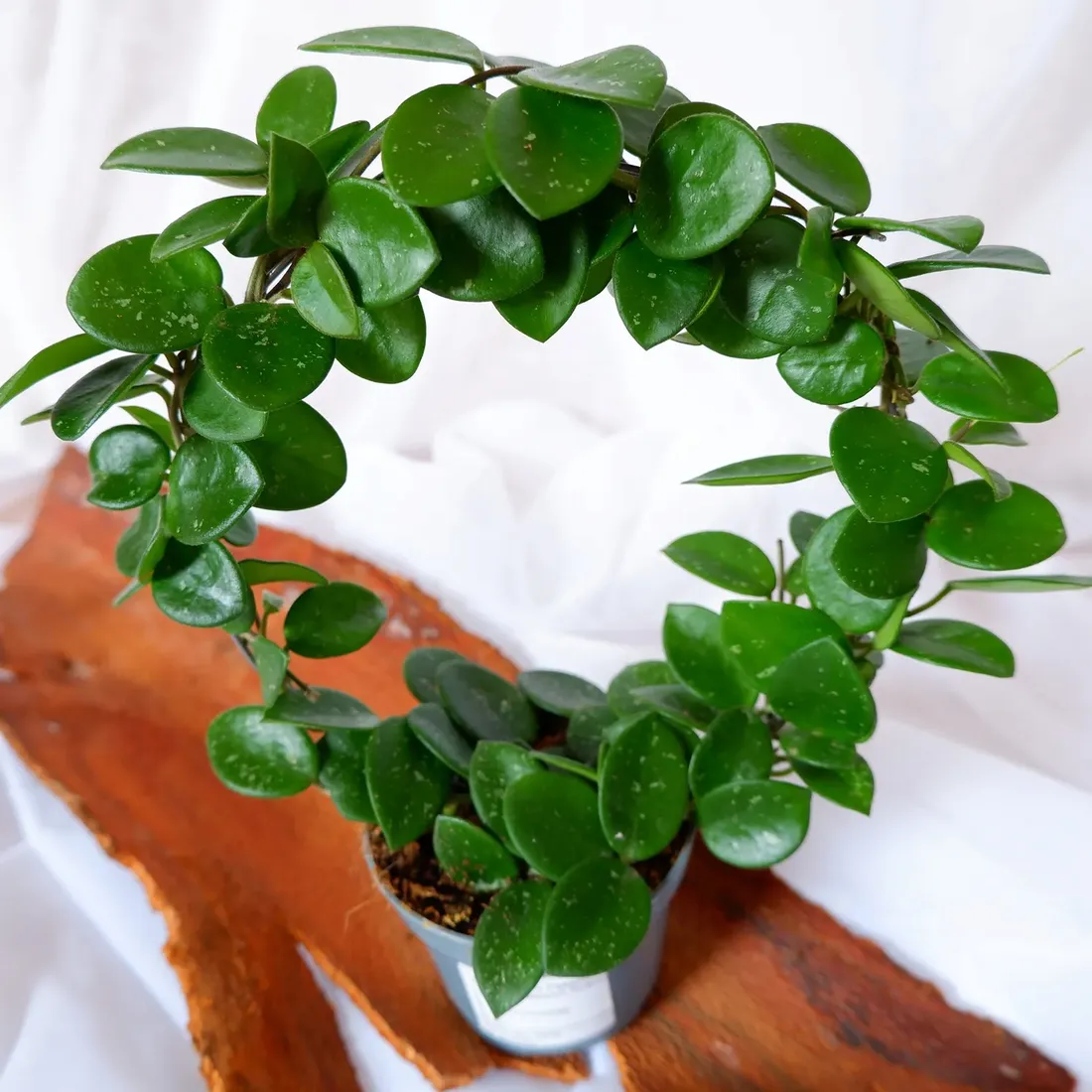 hoya-mathilde-hoja-na-kolku-don-9cm