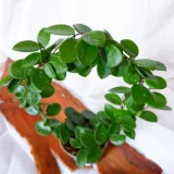 hoya-mathilde-hoja-na-kolku-don-9cm-cykl-rozwojowy-rosliny-wieloletnia