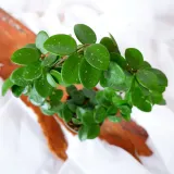 hoya-mathilde-hoja-na-kolku-don-9cm-odmiana-hoya