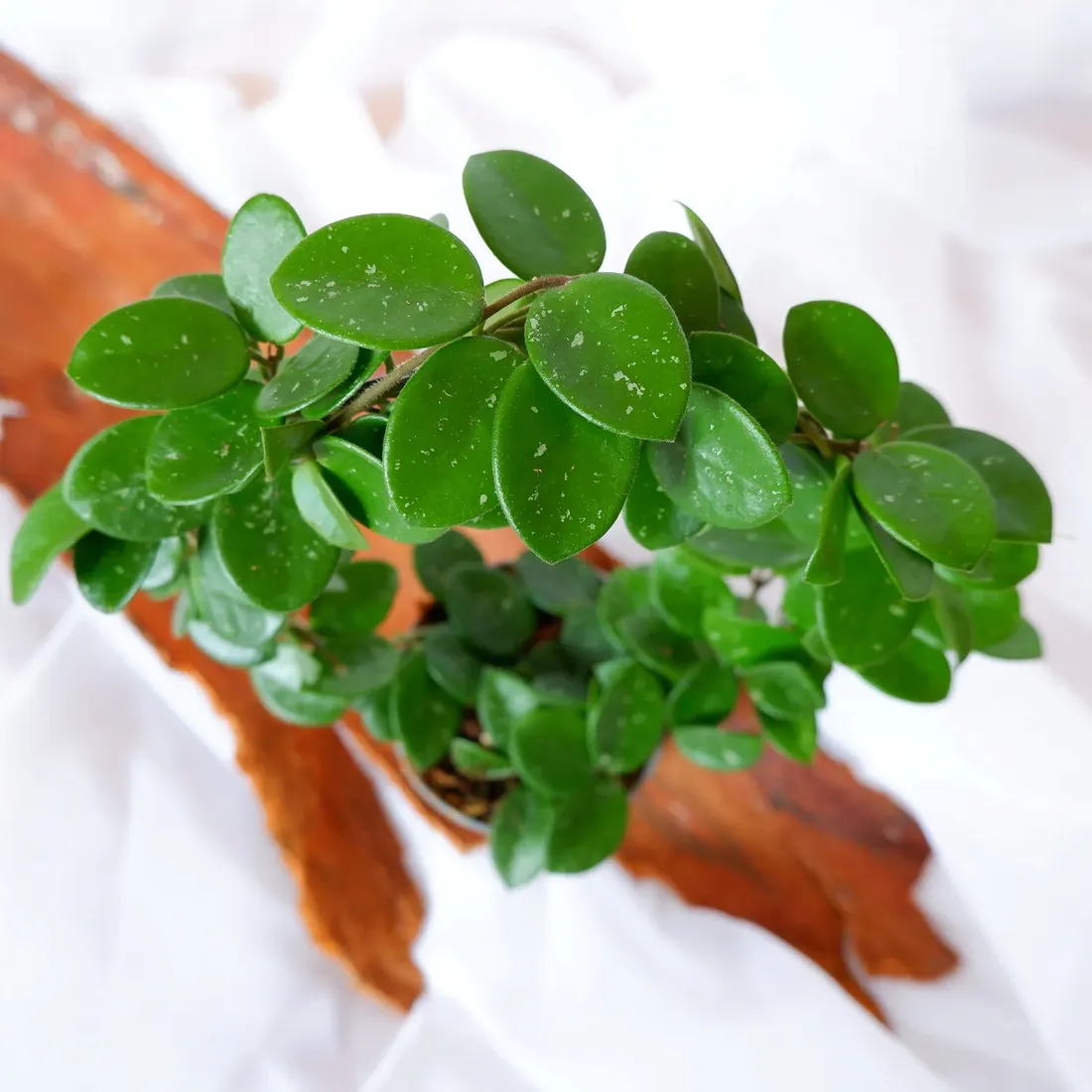 hoya-mathilde-hoja-na-kolku-don-9cm