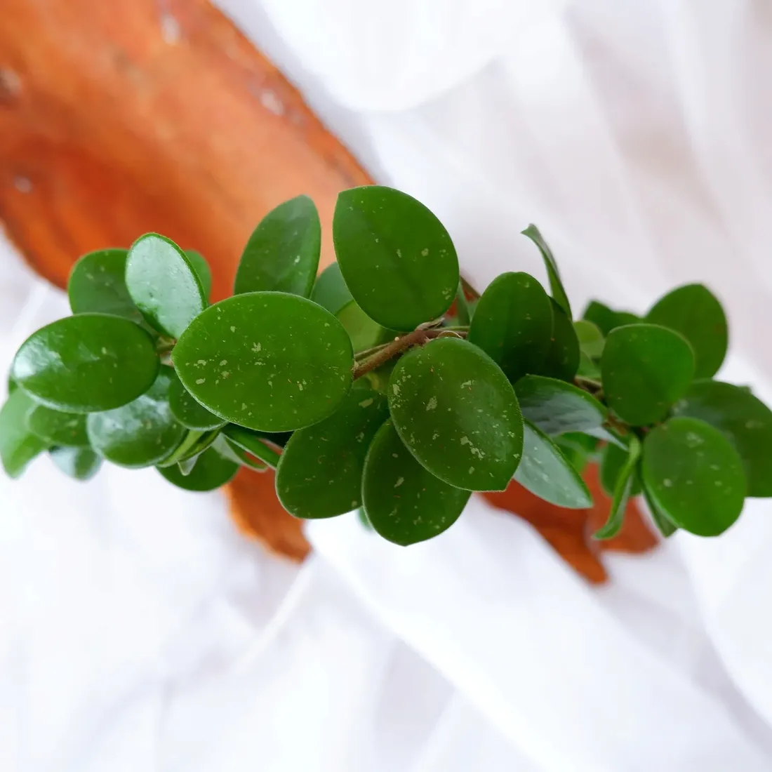 hoya-mathilde-hoja-na-kolku-don-9cm-rodzaj-rosliny-rosliny-kwitnace