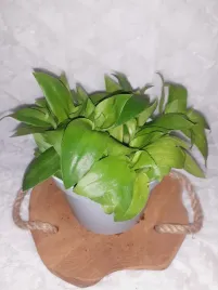 trzykrotka-zielona-jasna-tradescantia-don-13cm