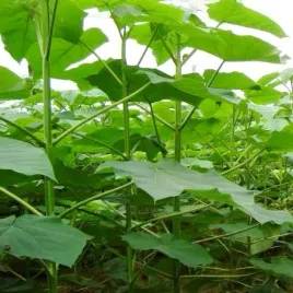 najszybciej-rosnace-drzewo-tlenowe-paulownia-shan-tong-sadzonka