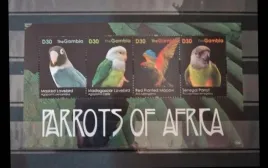 2011-fauna-zwierzeta-ptaki-papugi-gambia-czysty-perf