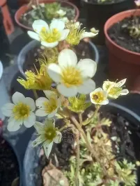 skalnica-sadzonka-na-skalniak