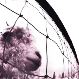 pearl-jam-vs-winyl-czarny