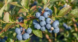 borowka-amerykanska-bluegold-sadzonka-plenna-odporna-na-mroz-4-lata
