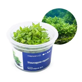 staurogyne-repens-kubek-6cm-in-vitro