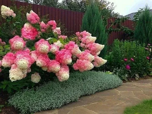 Hortensja Bukietowa FRAISE VANILLE 20-40cm Najbardziej Różowa