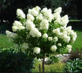 hortensja-bukietowa-phantom-10-20cm-bialy-krzew