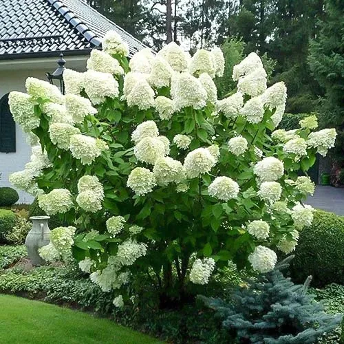 Hortensja Bukietowa POLAR BEAR 20-40cm Śnieżno Biała