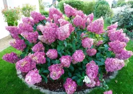 hortensja-bukietowa-fraise-sundae-10-20cm-jasny-roz