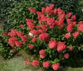 hortensja-bukietowa-wim-s-red-10-20cm-bordowa-czerwona