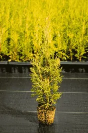 tuja-salland-40-70cm-golden-brabant-zlota
