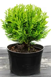 tuja-danica-5-15cm-najpiekniejsza-sadzonka-kulka