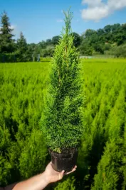 tuja-szmaragd-60-80-cm-najpiekniejsza-sadzonka-2l