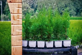 tuja-szmaragd-20-40cm-wysoka-na-zywoplot