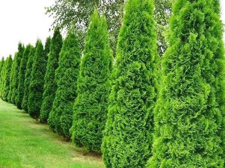Tuja SZMARAGD 140-160cm Wysoka Na Ogrodzenie DOSTAWA GRATIS