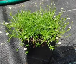 karmnik-oscisty-zielony-sadzonka-w-doniczce-p9