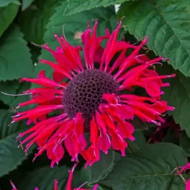 monarda-bee-happy-eu48370-monarda-hybrida-p9