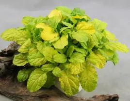 dabrowka-gold-chang-pbr-ajuga-reptans-p9