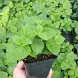 monarda-bee-merry-pbr-monarda-hybrida-p9-rodzaj-rosliny-inny