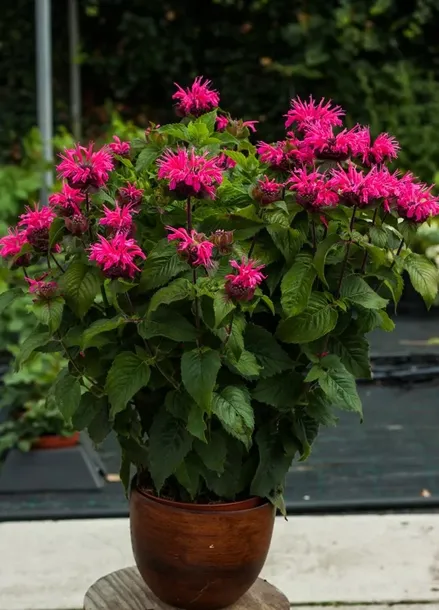monarda-bee-merry-pbr-monarda-hybrida-p9-waga-z-opakowaniem-0-5-kg