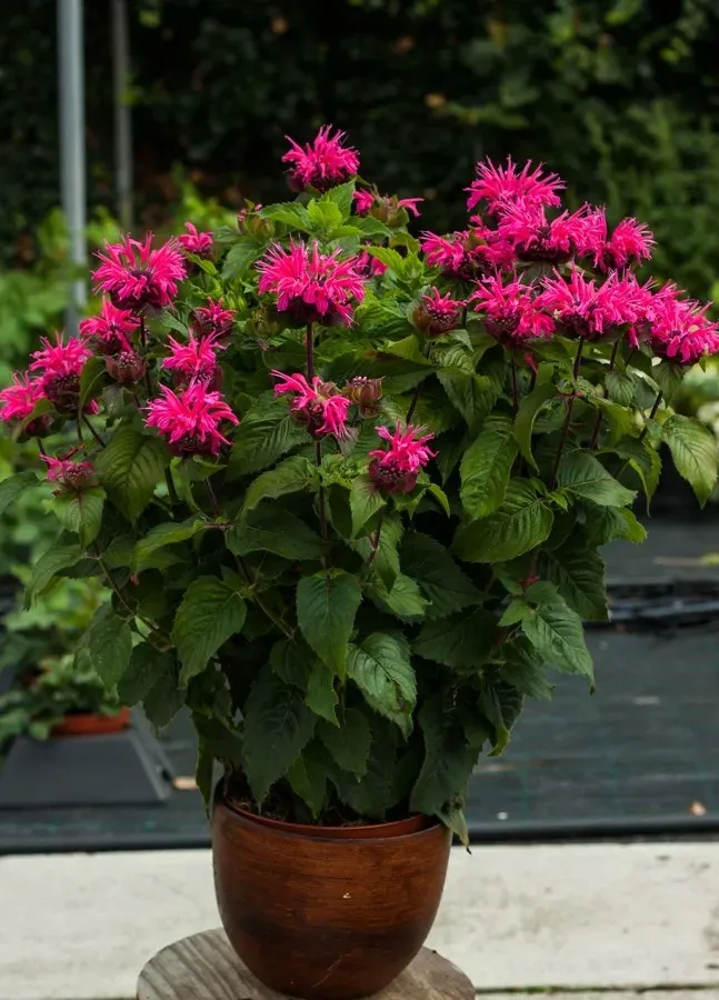 monarda-bee-merry-pbr-monarda-hybrida-p9