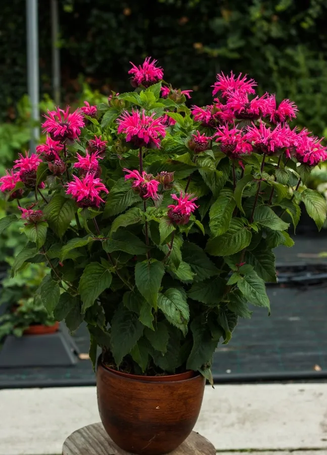 monarda-bee-merry-pbr-monarda-hybrida-p9-rodzaj-rosliny-inny