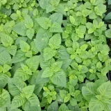 monarda-bee-merry-pbr-monarda-hybrida-p9-wysokosc-sadzonki-15-cm