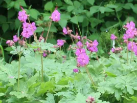 bodziszek-korzeniasty-czakor-rozowy-geranium-p9