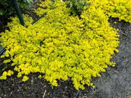 tojesc-rozeslana-aurea-goldilocks-lysimachia-p9