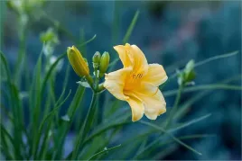 liliowiec-zolty-stella-de-oro-hemerocallis-p9