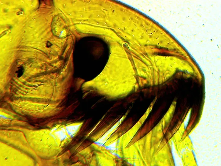 mikroskop-delta-optical-biolight-300-stan-nowy-model-biolight-300